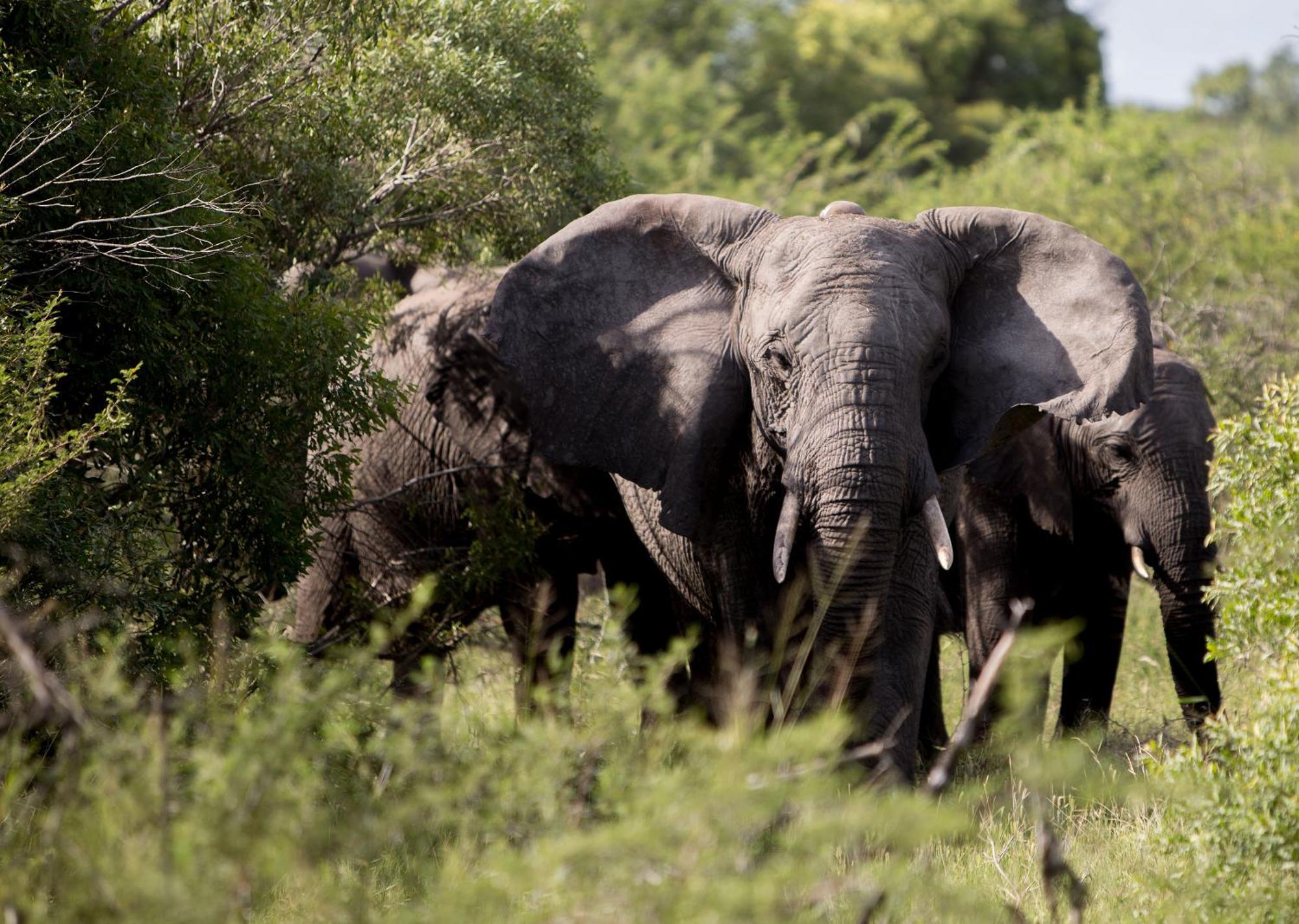 Royal Thonga Safari Lodge Sihangwane Exterior foto