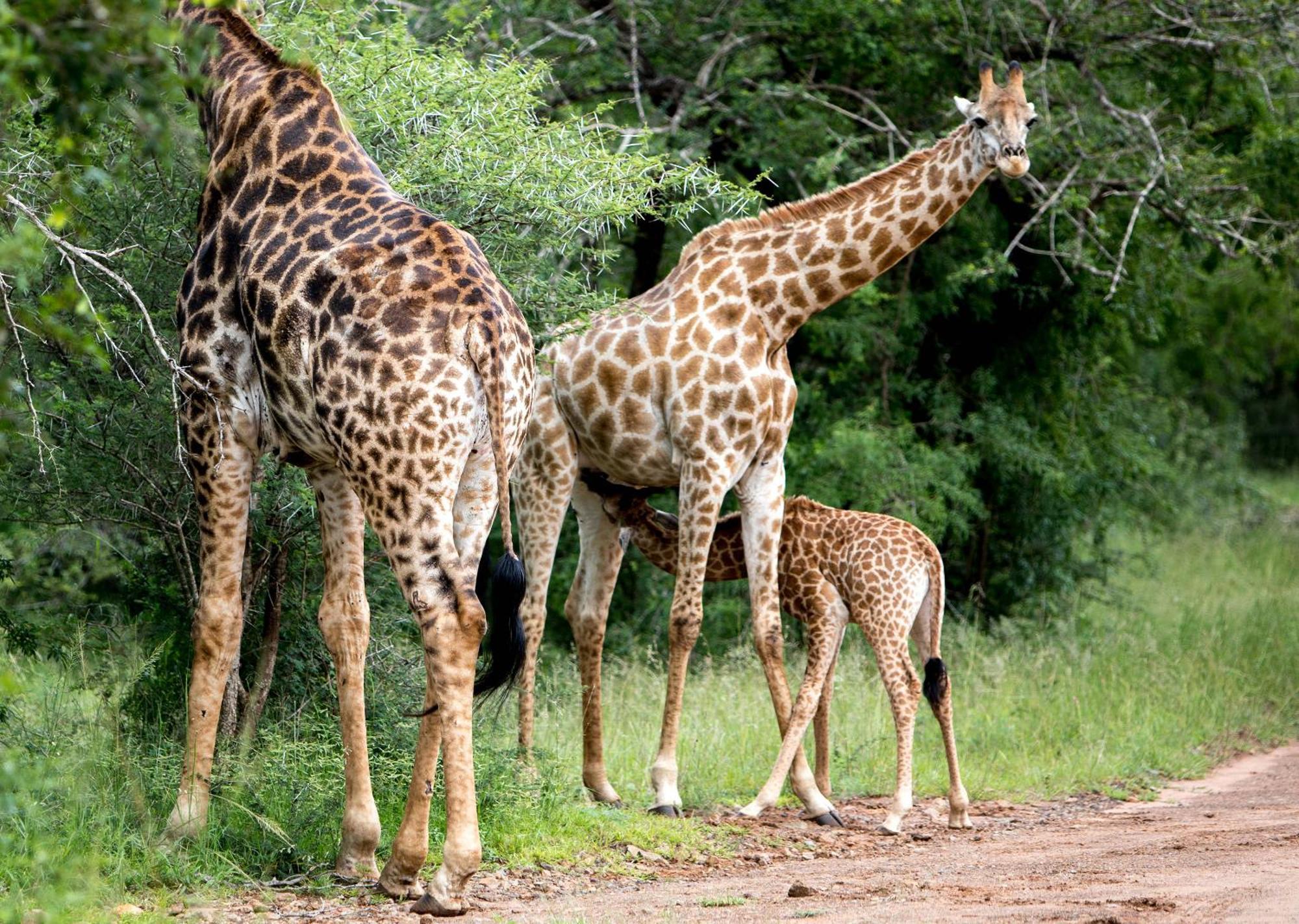 Royal Thonga Safari Lodge Sihangwane Exterior foto