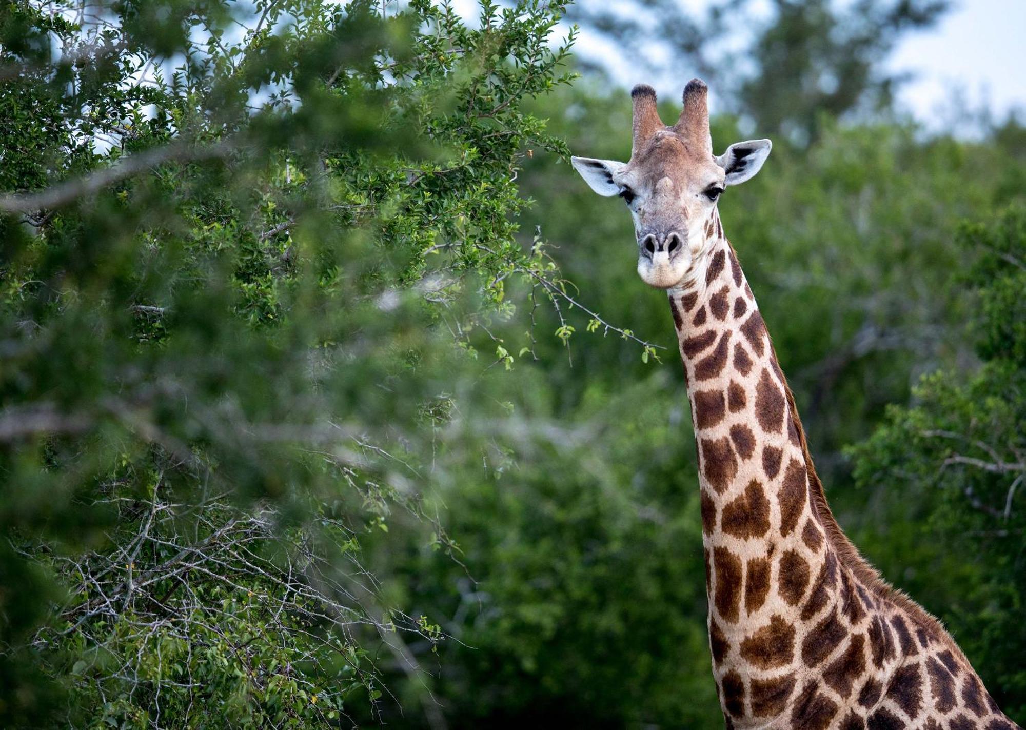 Royal Thonga Safari Lodge Sihangwane Exterior foto